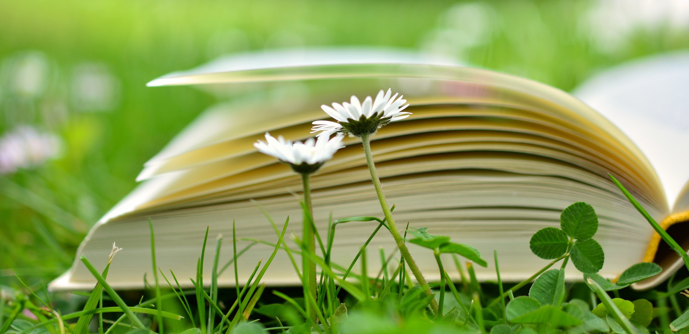 Book in the Grass